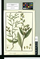 Nicotiana angustifolia y Nicotiana undulata / Galvez del. Original drawing from Ruiz & Pavón's Expedition (1777-1816)