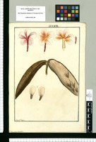 Plumeria tricolor / Fran[cis]co Pulgar. Original drawing from Ruiz & Pavón's Expedition (1777-1816)