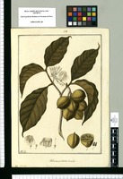 Tabernaemontana sananho / Fran[cis]co Pulgar. Original drawing from Ruiz & Pavón's Expedition (1777-1816)