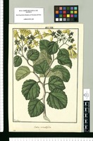 Cordia rotundifolia / Fran[cis]co Pulgar. Original drawing from Ruiz & Pavón's Expedition (1777-1816)