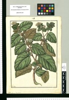 Cestrum lanuginosum / Fran[cis]co Pulgar. Original drawing from Ruiz & Pavón's Expedition (1777-1816)