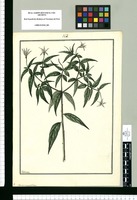 Solanum acutifolium / Galvez. Original drawing from Ruiz & Pavón's Expedition (1777-1816)