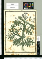Solanum pinnatifidum / Ysidro Galvez. Original drawing from Ruiz & Pavón's Expedition (1777-1816)