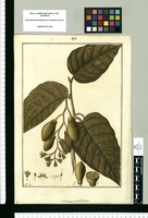 Solanum viridiflorum / Fran[cis]co Pulgar. Original drawing from Ruiz & Pavón's Expedition (1777-1816)