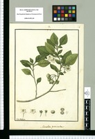 Saracha procumbens / Ysidro de Galvez. Original drawing from Ruiz & Pavón's Expedition (1777-1816)
