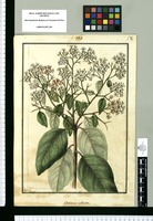 Cerdana alliiodora [sic] / Galvez. Original drawing from Ruiz & Pavón's Expedition (1777-1816)