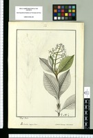Portlandia corymbosa y Macrocnemum venosum / Josef Rubio. Original drawing from Ruiz & Pavón's Expedition (1777-1816)