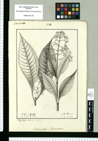 Psychotria macrophylla y Psychotria reticulata / Josef Rubio dibuxó estos por esqueletos. Original drawing from Ruiz & Pavón's Expedition (1777-1816)