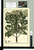 Psychotria virgata / Fran[cis]co Pulgar. Original drawing from Ruiz & Pavón's Expedition (1777-1816)