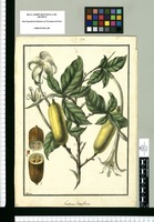 Gardenia longiflora / Galvez. Original drawing from Ruiz & Pavón's Expedition (1777-1816)