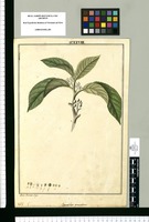 Ceanothus granulosus / Jose Rivera dup. Original drawing from Ruiz & Pavón's Expedition (1777-1816)