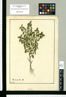 Ayenia / Fran[cis]co Pulgar. Original drawing from Ruiz & Pavón's Expedition (1777-1816)