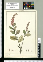 Stereoxylon pulverulentum / Joseph Rubio. Original drawing from Ruiz & Pavón's Expedition (1777-1816)