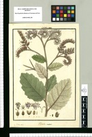Hydrolea urens / Is[idro] Galvez delin. Original drawing from Ruiz & Pavón's Expedition (1777-1816)