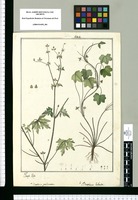 Bowlesia palmata y Bowlesia lobata / Joseph Rubio. Original drawing from Ruiz & Pavón's Expedition (1777-1816)