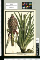 Bromelia ananas : vulgo piña / Brunete. Original drawing from Ruiz & Pavón's Expedition (1777-1816)