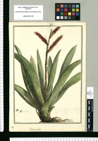 Tillandsia rubra / Brunete. Original drawing from Ruiz & Pavón's Expedition (1777-1816)