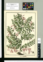 Loranthus cuneifolius / Fran[cis]co Pulgar. Original drawing from Ruiz & Pavón's Expedition (1777-1816)