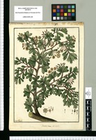 Berberis lutea : Palo amarillo / Fran[cis]co Pulgar. Original drawing from Ruiz & Pavón's Expedition (1777-1816)