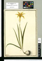 Amaryllis aurea / J[ose]ph Brunete. Original drawing from Ruiz & Pavón's Expedition (1777-1816)