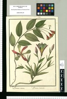 Alstroemeria coccinea y Alstroemeria bracteata / Is[idro] Galvez del. Original drawing from Ruiz & Pavón's Expedition (1777-1816)