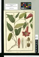 Lapageria rosea / Is[idro] Galvez delin. Original drawing from Ruiz & Pavón's Expedition (1777-1816)