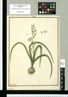 Scilla biflora / Ysidro Galbez. Original drawing from Ruiz & Pavón's Expedition (1777-1816)