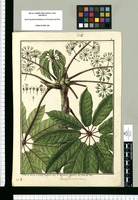 Actinophyllum pedicellatum / Ysidro de Galvez lo Dibujo Dibujante dela R[ea]l Expedicion Botanica del Reino del Peru. Original drawing from Ruiz & Pavón's Expedition (1777-1816)