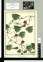 Tropaeolum bicolorum [sic] / Brunete. Original drawing from Ruiz & Pavón's Expedition (1777-1816)