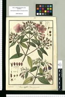 Rhexia ochypetala y Rhexia quinquenervis / Is[idro] Galvez delin. Original drawing from Ruiz & Pavón's Expedition (1777-1816)