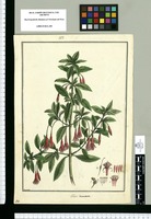 Fuchsia decussata / Brunete. Original drawing from Ruiz & Pavón's Expedition (1777-1816)