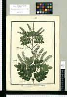 Weinmannia reticulata y Weinmannia cinerea / Ysidro de Galvez. Original drawing from Ruiz & Pavón's Expedition (1777-1816)