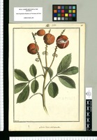 Semarillaria subrotunda / Brunete. Original drawing from Ruiz & Pavón's Expedition (1777-1816)
