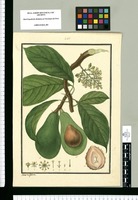 [Laurus persea L.] / Ysidro de Galvez. Original drawing from Ruiz & Pavón's Expedition (1777-1816)