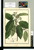 Laurus caerulea / Galvez. Original drawing from Ruiz & Pavón's Expedition (1777-1816)