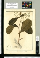 Laurus obovata / Fran[cis]co Pulgar. Original drawing from Ruiz & Pavón's Expedition (1777-1816)