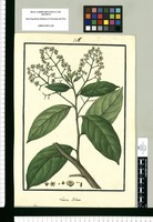 Laurus hihua. Original drawing from Ruiz & Pavón's Expedition (1777-1816)