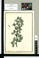 Caesalpinia praecox / Ysidro de Galvez. Original drawing from Ruiz & Pavón's Expedition (1777-1816)