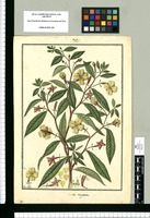 Jussiaea virgata / Fran[cis]co Pulgar. Original drawing from Ruiz & Pavón's Expedition (1777-1816)