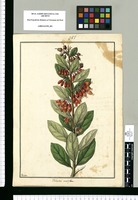 Thibaudia melliflora / Galvez. Original drawing from Ruiz & Pavón's Expedition (1777-1816)
