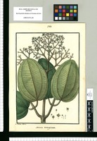 Miconia emarginata / Is[idro] Galvez delin. Original drawing from Ruiz & Pavón's Expedition (1777-1816)