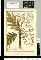 Bocconia frutescens / Fran[cis]co Pulgar. Original drawing from Ruiz & Pavón's Expedition (1777-1816)
