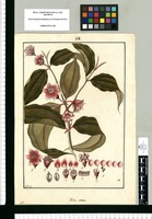 Valdesia rosea / Fran[cis]co Pulgar. Original drawing from Ruiz & Pavón's Expedition (1777-1816)