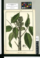 Brunellia aculeata / Galvez. Original drawing from Ruiz & Pavón's Expedition (1777-1816)