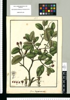 Psidium lanuginosum / Galvez. Original drawing from Ruiz & Pavón's Expedition (1777-1816)