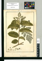 Trilix macrobotrys / Fran[cis]co Pulgar. Original drawing from Ruiz & Pavón's Expedition (1777-1816)