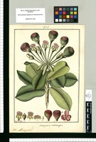 Marcgravia macrocarpa / Fran[cis]co Pulgar. Original drawing from Ruiz & Pavón's Expedition (1777-1816)