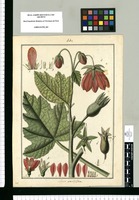 Loasa grandiflora / Fran[cis]co Pulgar. Original drawing from Ruiz & Pavón's Expedition (1777-1816)