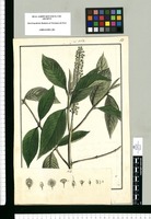 Archives: Drawings of the Royal Botanical Expedition to the