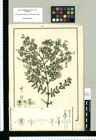 Rhynchotheca spinosa / Galvez. Original drawing from Ruiz & Pavón's Expedition (1777-1816)